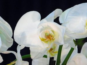 Orchidee-18