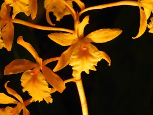 Orchidee-29