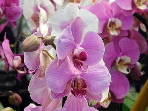 Orchidee-36
