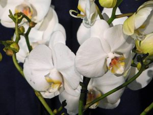 Orchidee-41