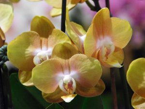 Orchidee-42