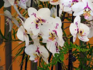 Orchidee-46